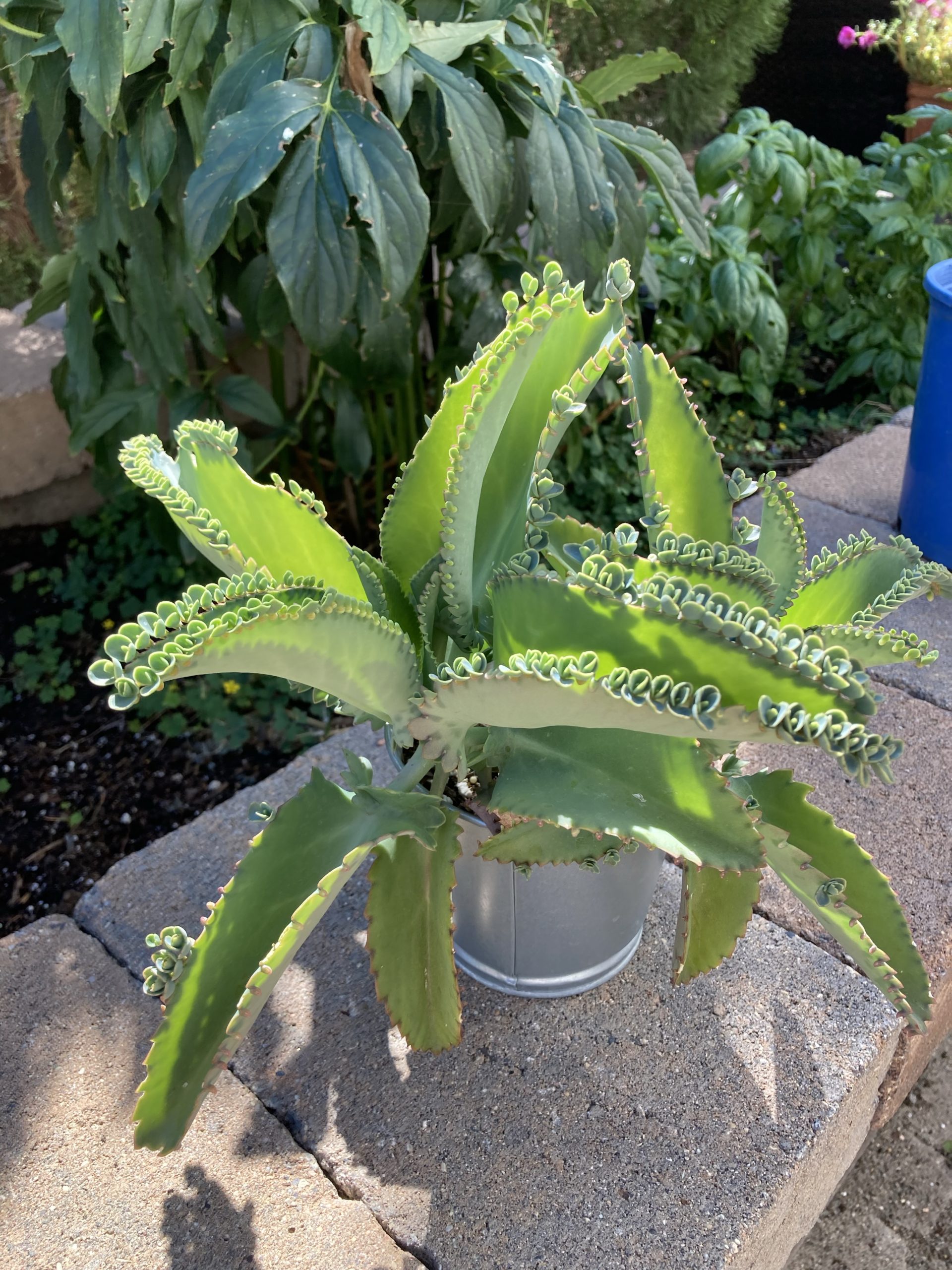 Mother of Thousands